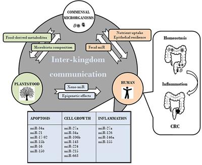 Linking Diet to Colorectal Cancer: The Emerging Role of MicroRNA in the Communication between Plant and Animal Kingdoms